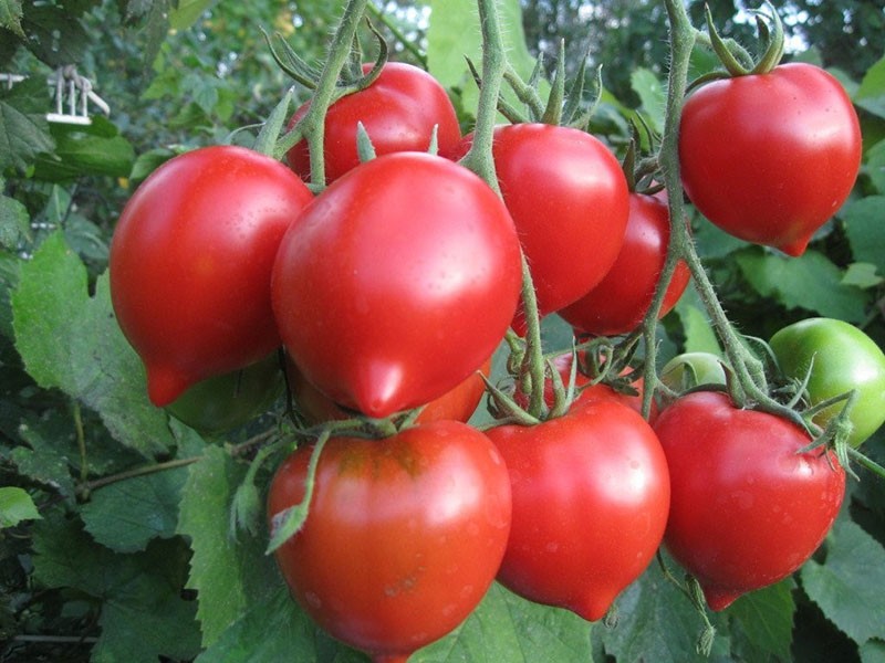 tomaten rijpen