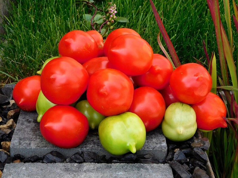 hoogproductieve tomaat