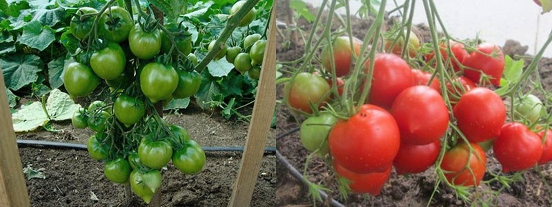 tomaten kweken in het land