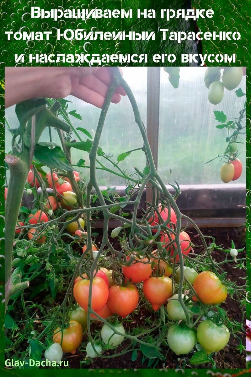 rajčica Jubilej Tarasenko