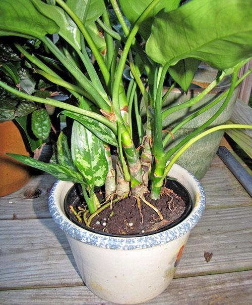 Bij het verplanten van een aglaonema-struik worden verschillende kinderen gescheiden door plinten om een ​​nieuwe plant te laten groeien