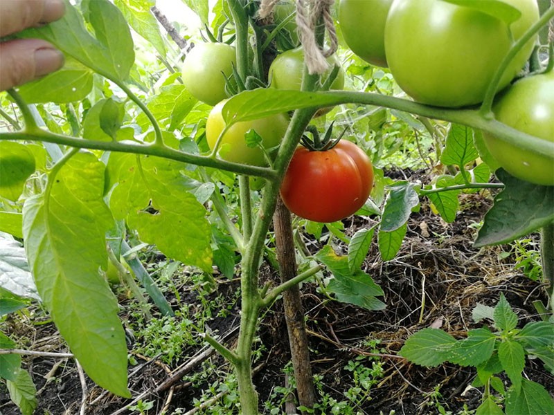 tomaten knijpen