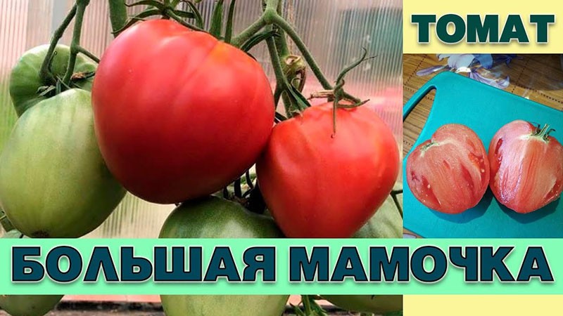 Tomatenras Big Mom