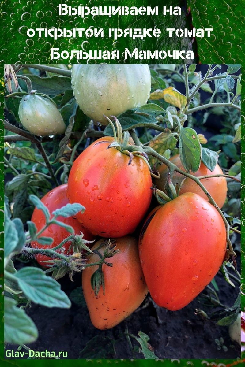 tomaat grote moeder