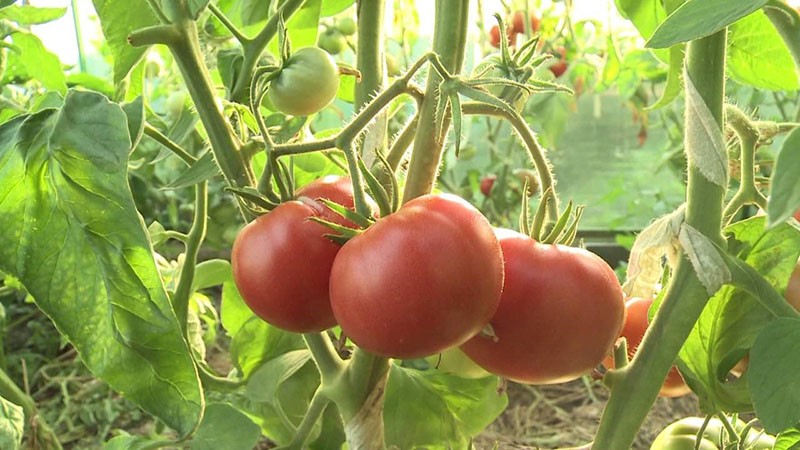 grote bepalende tomatensoort