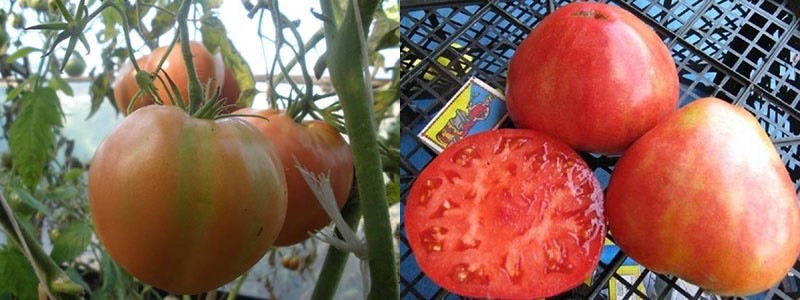 sappige vlezige vruchten van tomaat Alsou