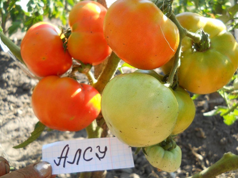 temperatuurbestendig tomatenras Alsou