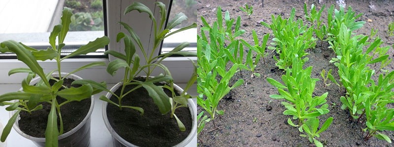 dimorphoteka planten in een pot en in de volle grond