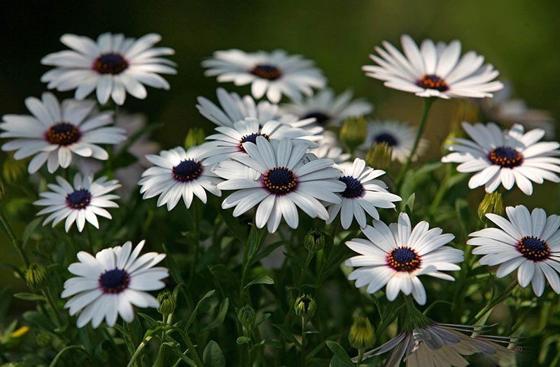 Bijeli cvjetovi