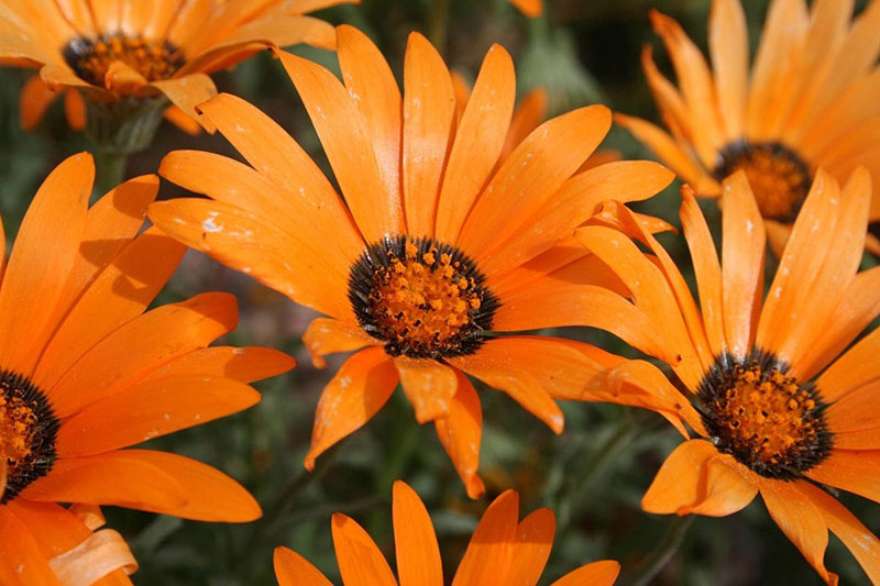 narančasti dimorfni cvjetovi