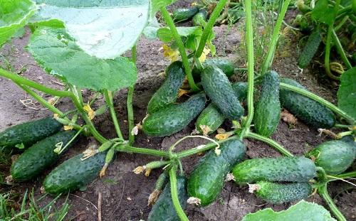 komkommers in de tuin