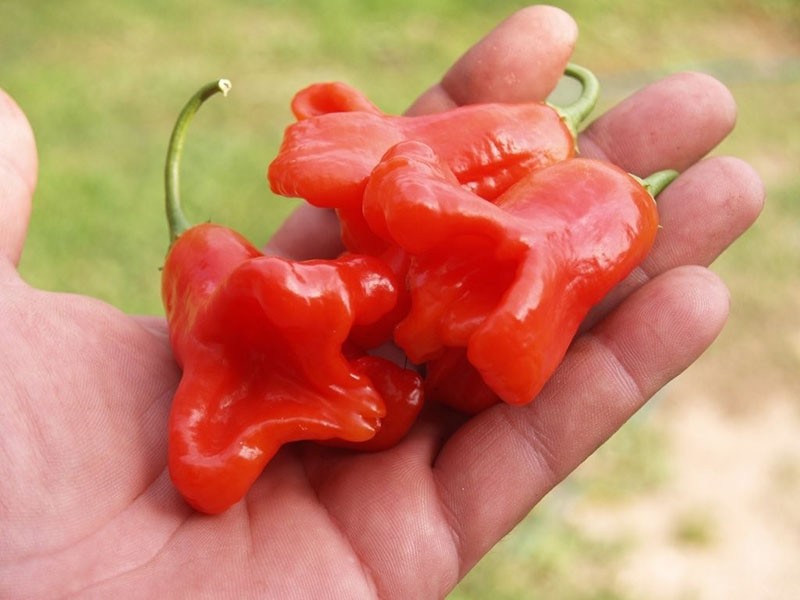 umjerena konzumacija ljute paprike