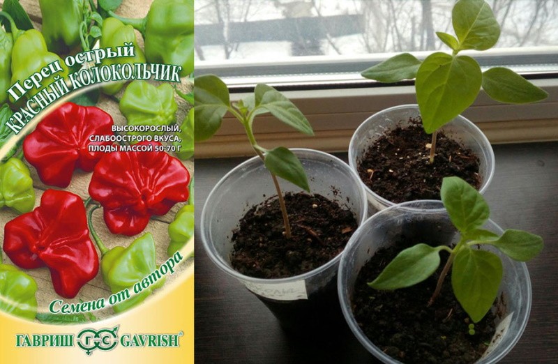 uzgoj ljute paprike iz sjemena