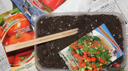 hoe zaailingen te planten