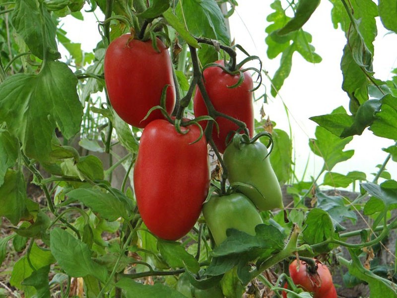 neodređena sorta rajčice