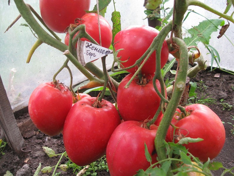 crvena rajčica Konigsberg