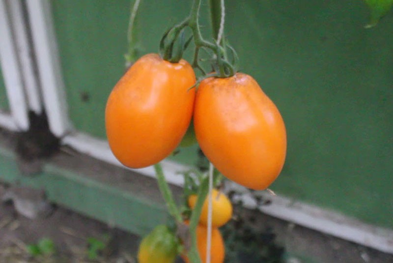 narančasta rajčica Konigsberg