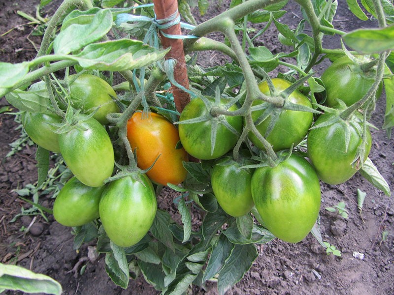 značajke uzgoja rajčice