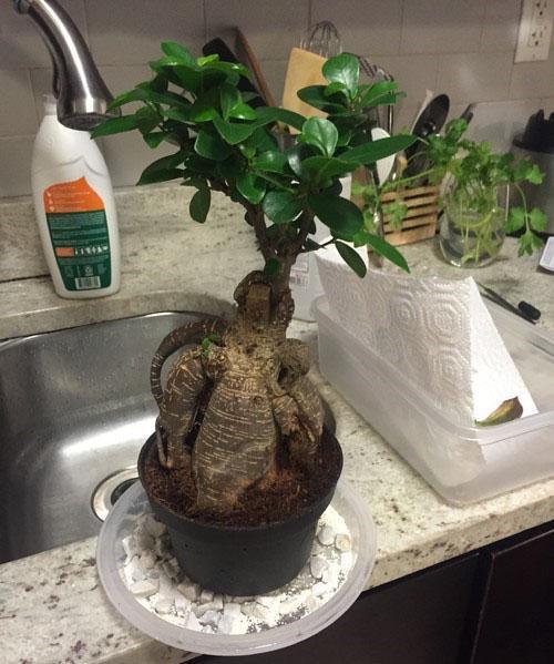 bonsai verplanten en water geven