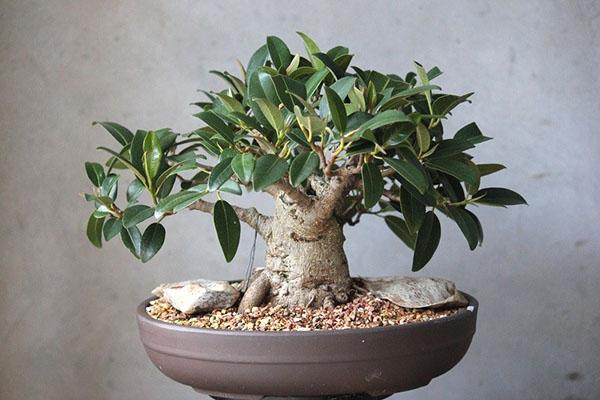 briga za bonsai ficus