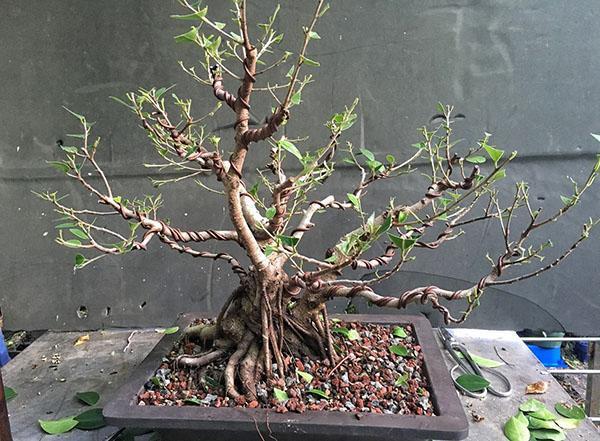 bonsai vormingsproces