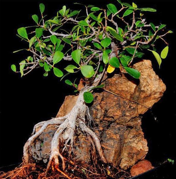 bonsai-formatie op een fragment van een rots