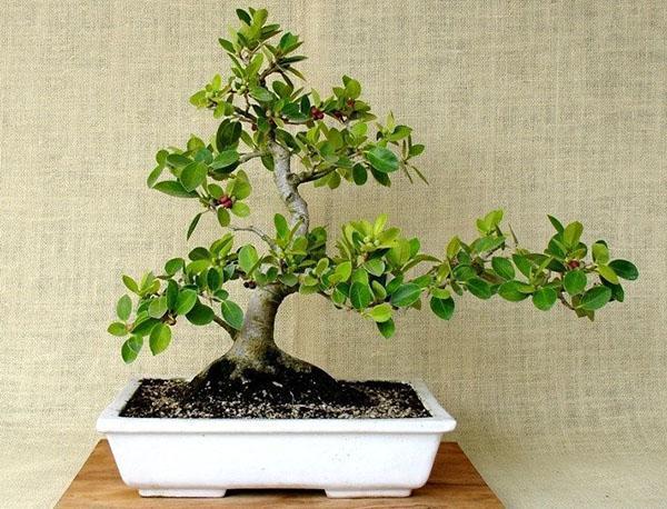 ideja o formiranju bonsaija