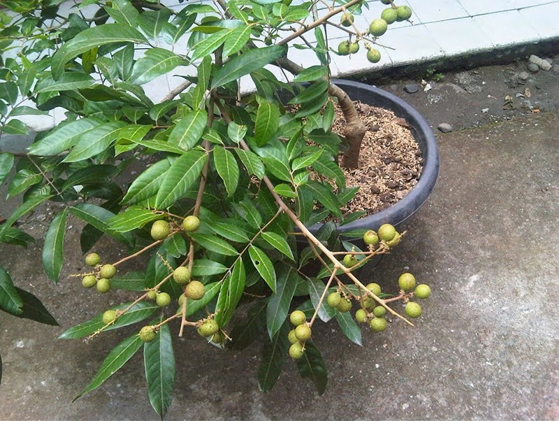 longan fruit in een pot