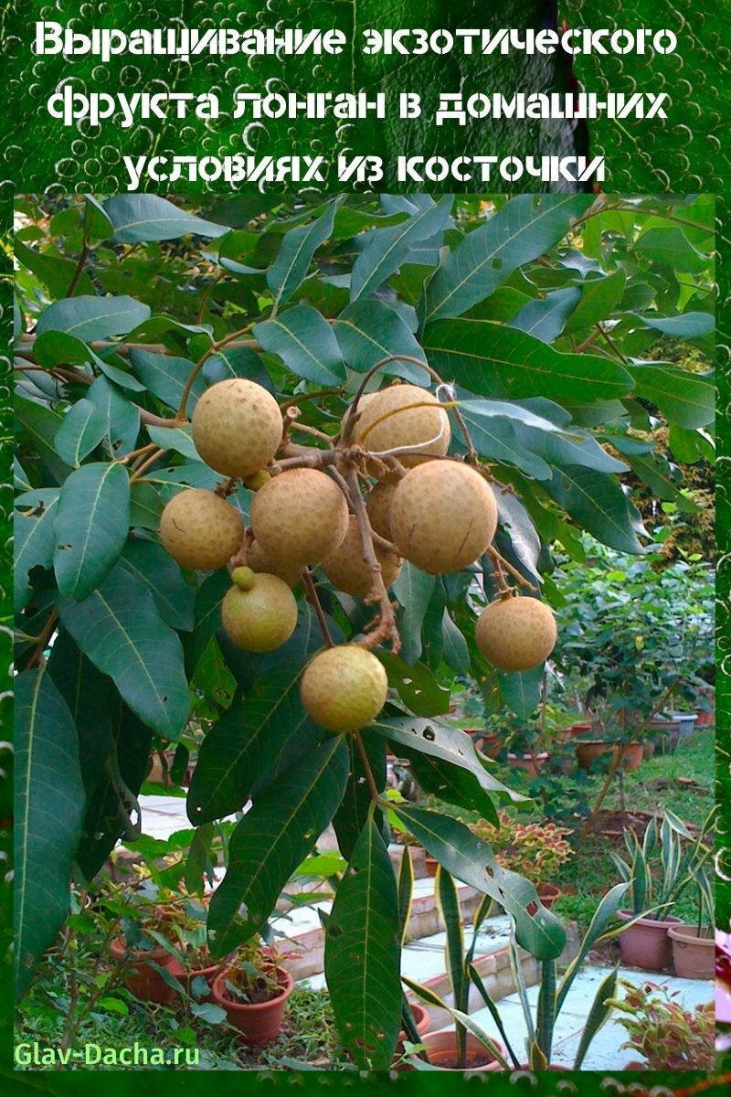 uzgoj longan voća kod kuće