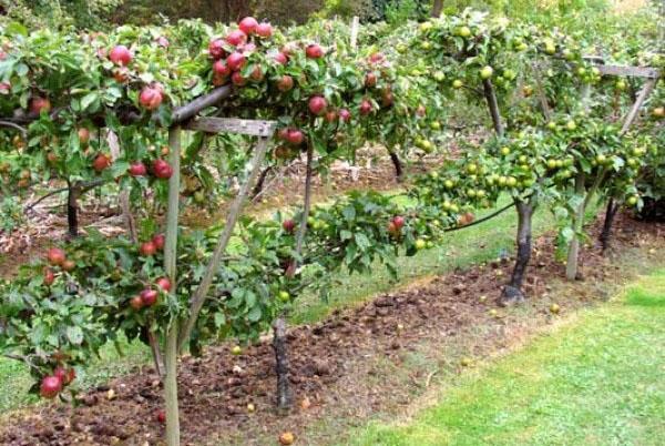 appelbomen op een latwerk