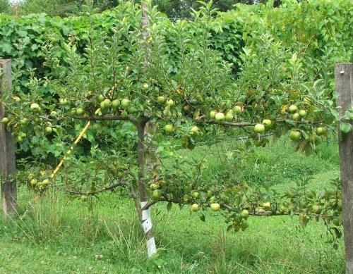 de appelboom draagt ​​vruchten op het latwerk