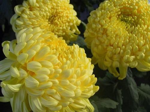 grote gele chrysant