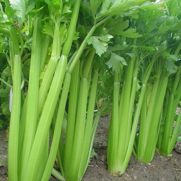 aktivan rast celera