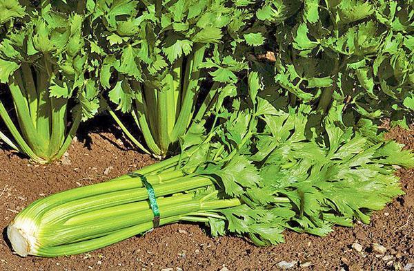 uzgoj i briga za peteljku celera