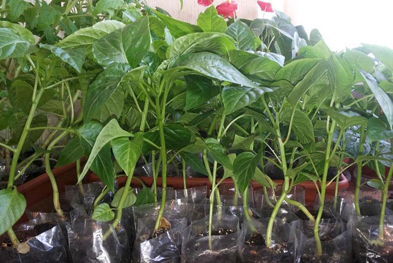 peperzaailingen zijn klaar om te verplanten