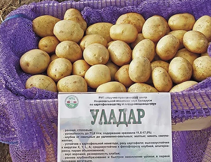 uludar aardappelras