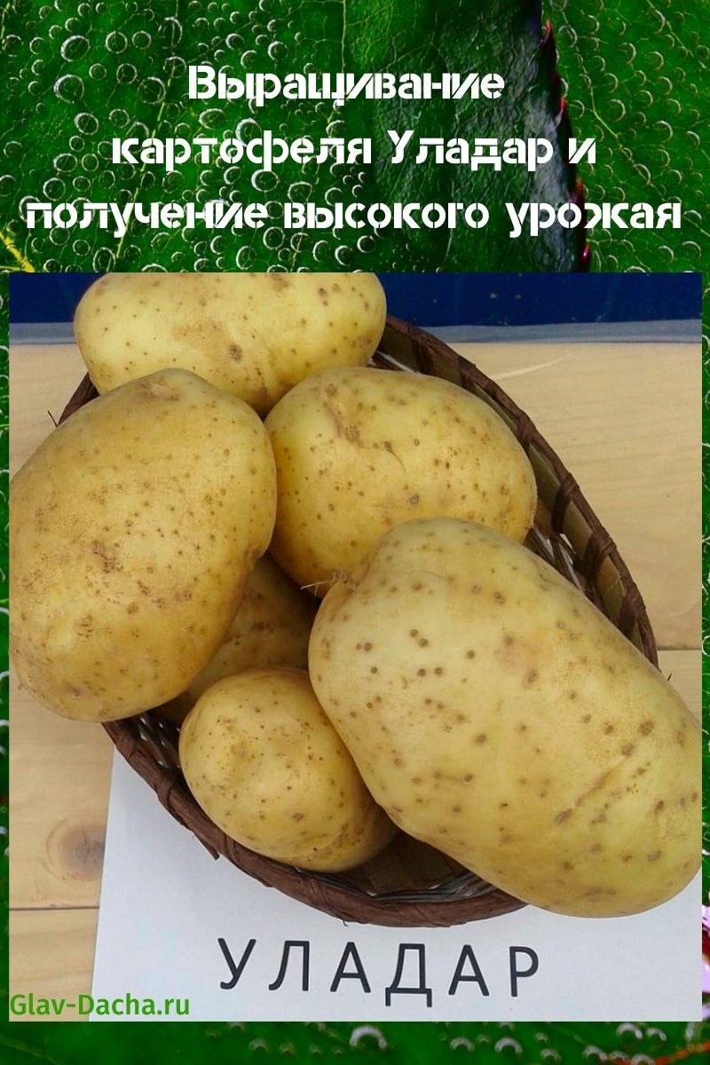 aardappelen telen uladar