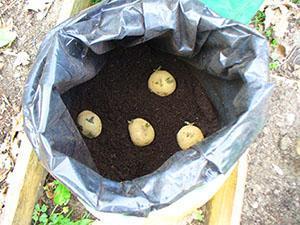 Aardappels poten in een zak