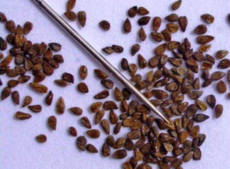 zbirka sjemenki klarkije ljupka