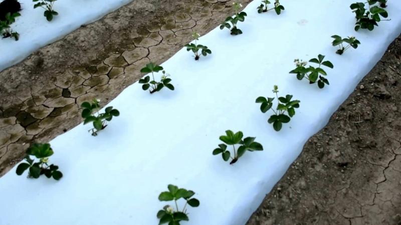 aardbeien planten onder een witte film