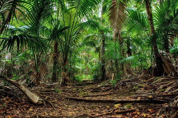 palmboom in de natuur