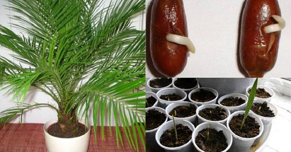 uzgoj palme iz sjemena