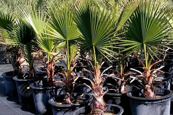 uzgoj palmi kod kuće