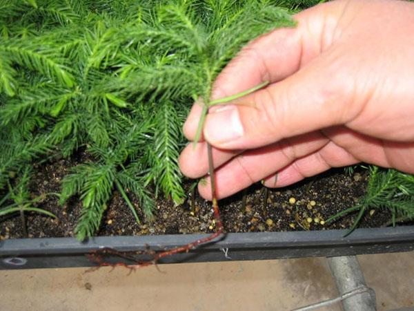 sparvoortplanting door stekken