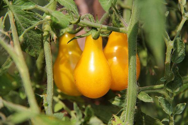 groeiende tomaat honing drop