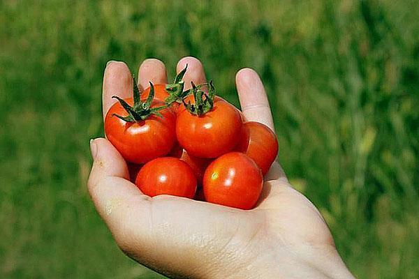 sami uzgajamo cherry rajčice