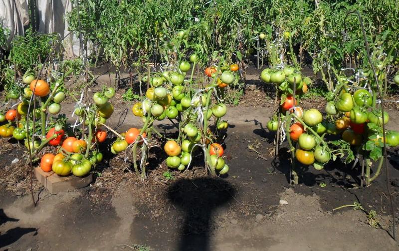 tomaten telen volgens de methode van I.M. Maslov voor- en nadelen