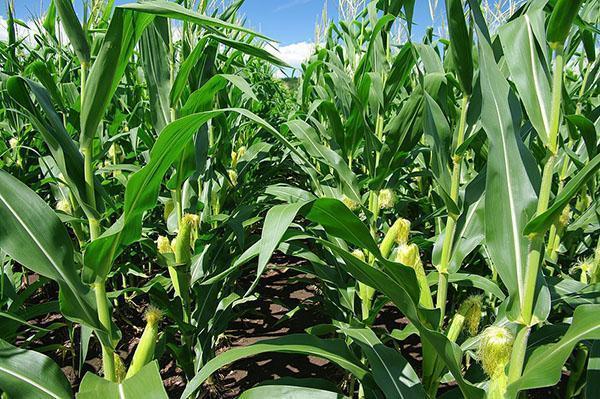 polje kukuruza šećerca