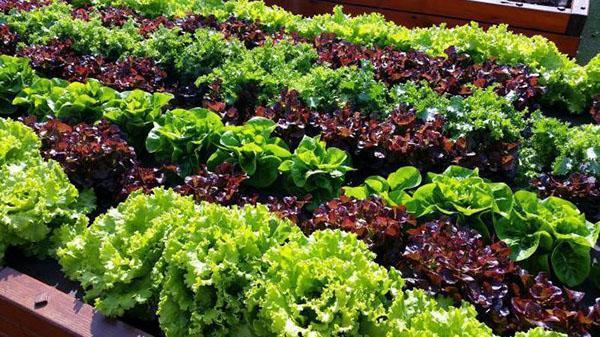 een tuinbed met salade van verschillende soorten
