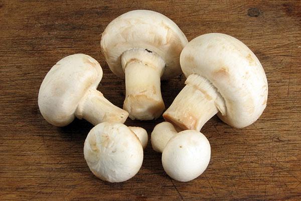 nuttige paddenstoelen